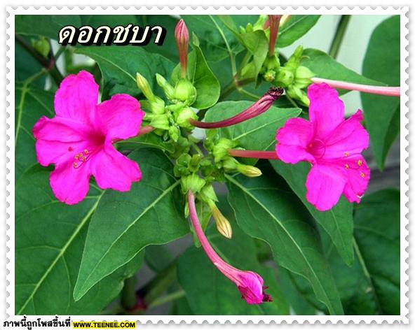 ♥ ดอกไม้ไทย รู้จักดอกไหนกันบ้าง (2) ♥
