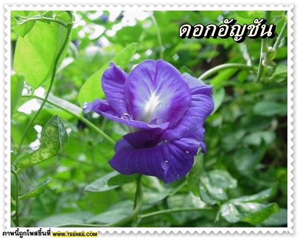 ♥ ดอกไม้ไทย รู้จักดอกไหนกันบ้าง (2) ♥