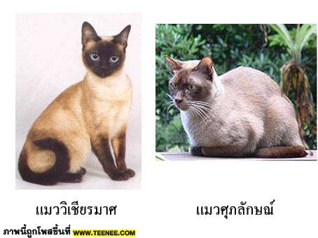 มารู้จักแมวไทยกันเถอะ