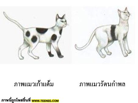 มารู้จักแมวไทยกันเถอะ