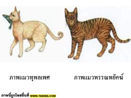 มารู้จักแมวไทยกันเถอะ