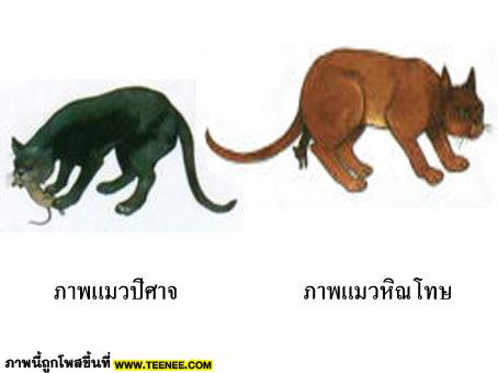 มารู้จักแมวไทยกันเถอะ