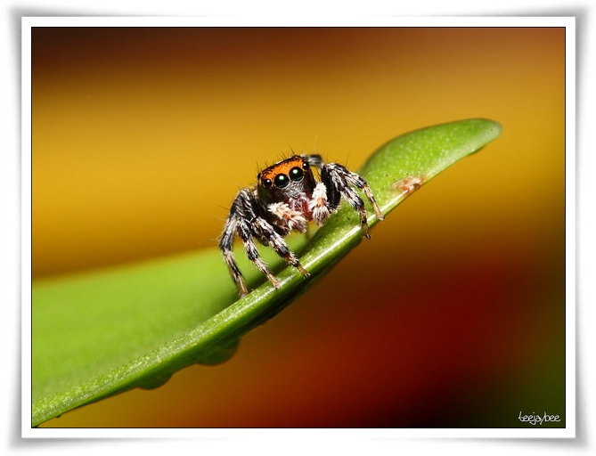 ♥Jumping Spider♥