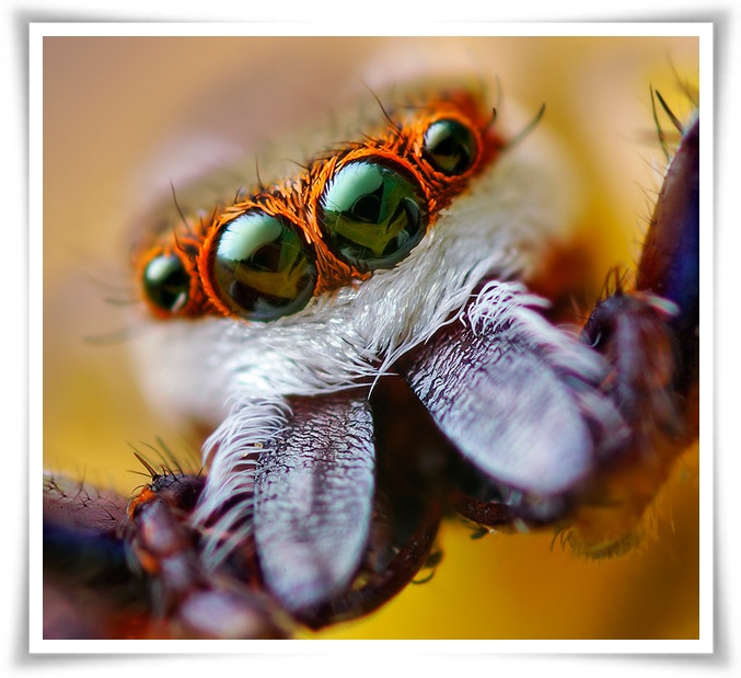 ♥Jumping Spider♥