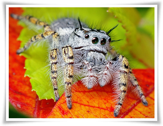 ♥Jumping Spider♥