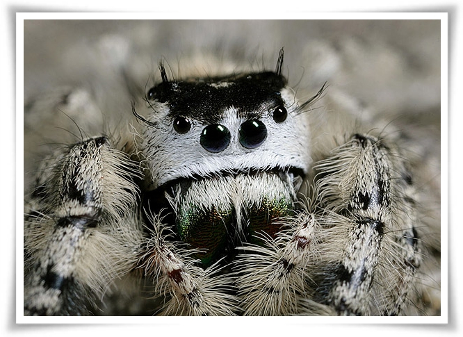 ♥Jumping Spider♥