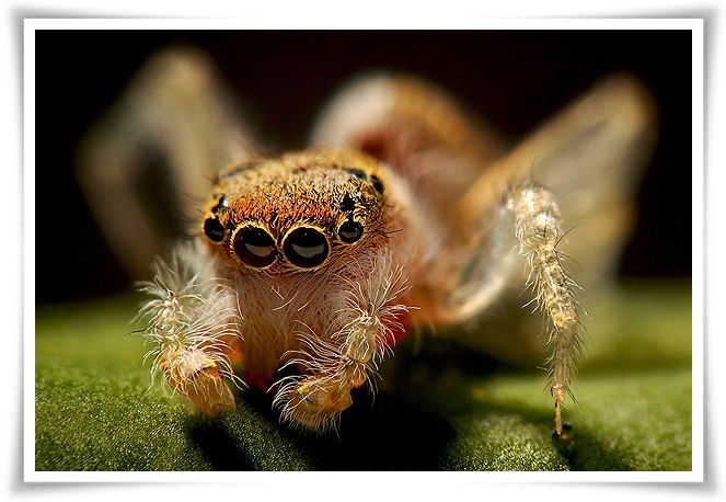 ♥Jumping Spider♥