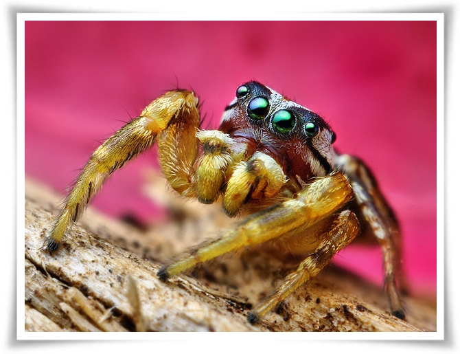 ♥Jumping Spider♥