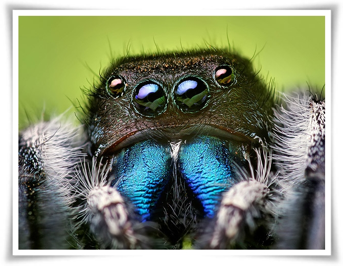 ♥Jumping Spider♥