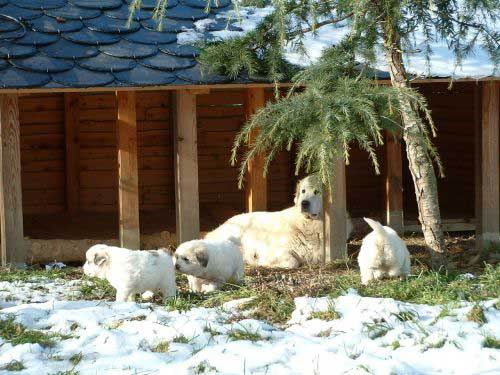 ♣ สุนัขญี่ปุ่นพันธุ์ยักษ์ (Japanese dog) ♣ 