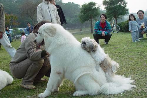 ♣ สุนัขญี่ปุ่นพันธุ์ยักษ์ (Japanese dog) ♣ 