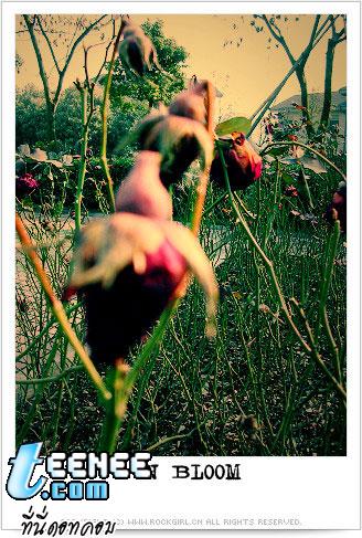 Lomo : In Bloom