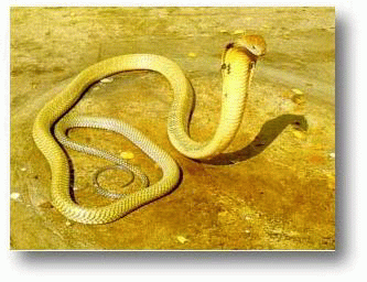 งูจงอาง (Ophiophagus hannah)