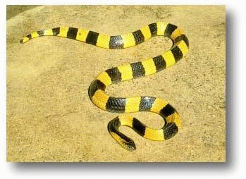งูสามเหลี่ยม (Bungarus fasciatus)