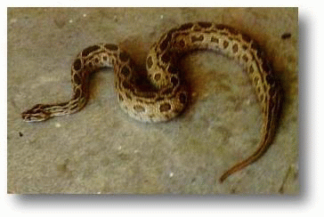 งูแมวเซา (Vipera russelli siamensis)