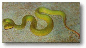 งูเขียวหางไหม้ท้องเหลือง (Tri-meresurus albolabris)