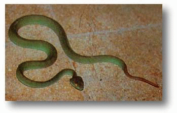  งูเขียวหางไหม้ท้องเขียว (Tri-meresurus popeorum) 