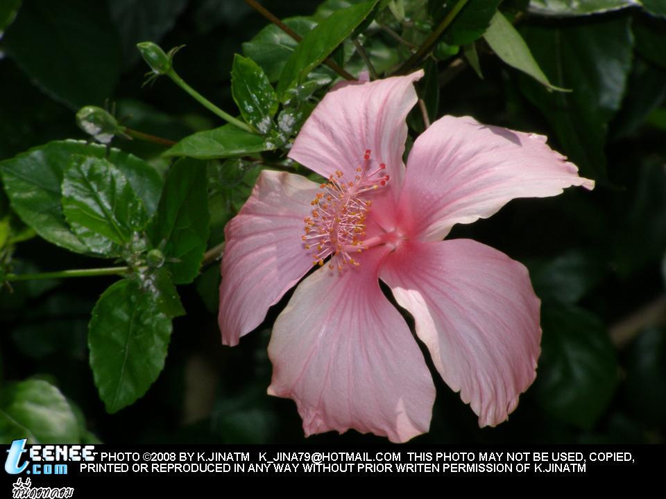 FLOWERS FROM MY HOME 5555