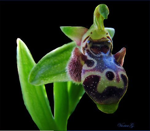 Just a Orchid