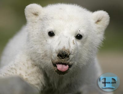 Berlin Zoo polar bear makes public debut