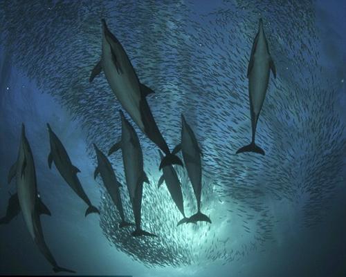 Dolphin chasing sardines