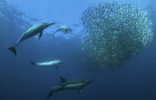 Dolphin chasing sardines