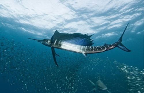 Dolphin chasing sardines