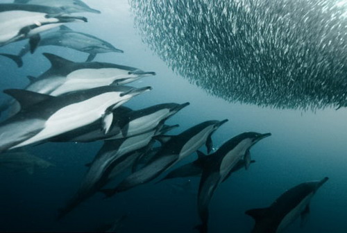 Dolphin chasing sardines