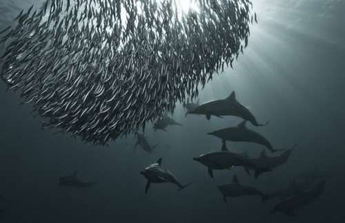 Dolphin chasing sardines