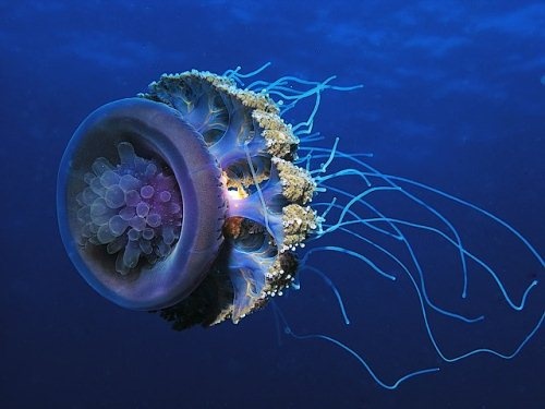 Beauty Under Water 