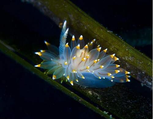 Beauty Under Water 