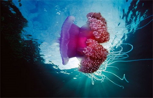 Beauty Under Water 