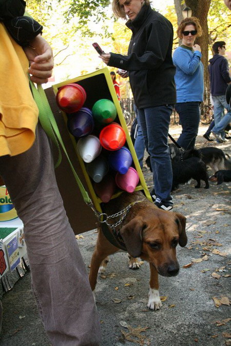 Creative Halloween dog costumes (2)  