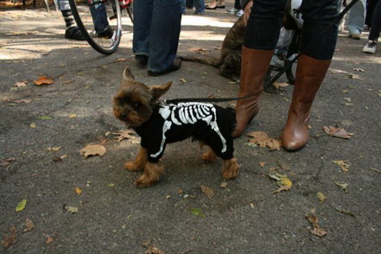 Creative Halloween dog costumes (2)  