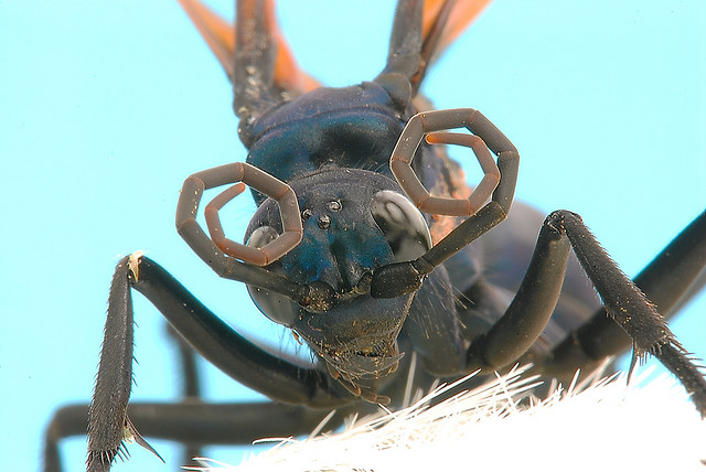 ทาแรนทูล่าฮอว์ค แมลงนักล่าแมงมุมทาแรนทูล่า 