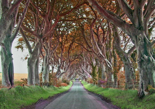 อุโมงค์ต้นไม้ อุโมงค์ต้นบีช ประเทศไอร์แลนด์ 