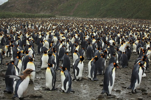 ฝูงเพนกวินออกหาอาหารพร้อมกันนับแสนตัว