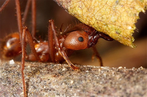 Leafcutter Ant