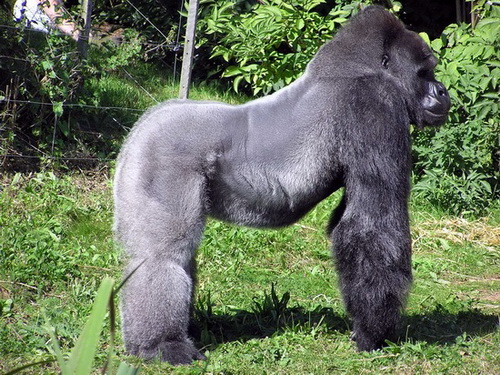 Gorilla