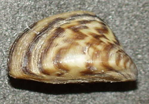 Mussel