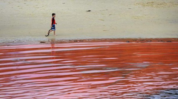 ทะเลสีแดง ปรากฏการณ์สุดแปลก ทะเลกลายเป็นสีแดง