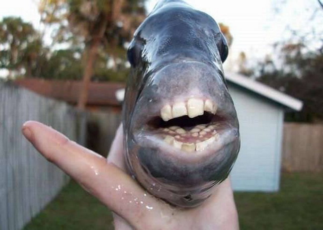 ปลาชีพส์เฮด (sheepshead) ปลาที่มีซี่ฟันคล้ายคน