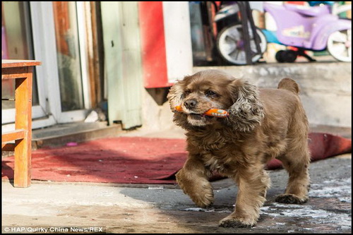 เจ้าตูบแสนรู้ ขอตังค์ซื้อของกินเอง