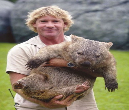 วอมแบท (Wombat) สัตว์เลี้ยงลูกด้วยนมสุดน่ารัก