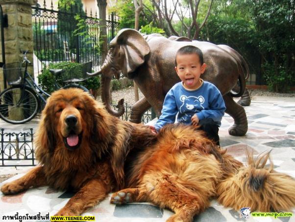 หมาทิเบต...อยากเลี้ยงซักตัวมั้ย (Tibet dog)