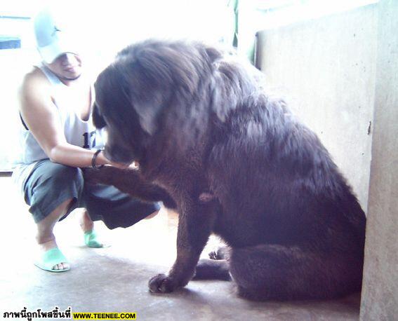 หมาทิเบต...อยากเลี้ยงซักตัวมั้ย (Tibet dog)