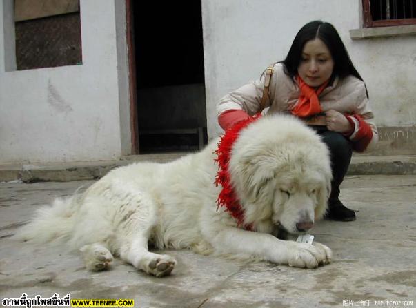 หมาทิเบต...อยากเลี้ยงซักตัวมั้ย (Tibet dog)