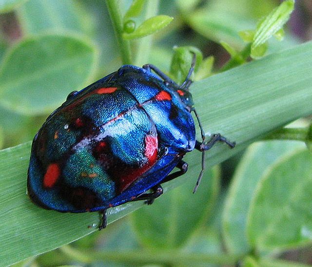 Cotton harlequin bug