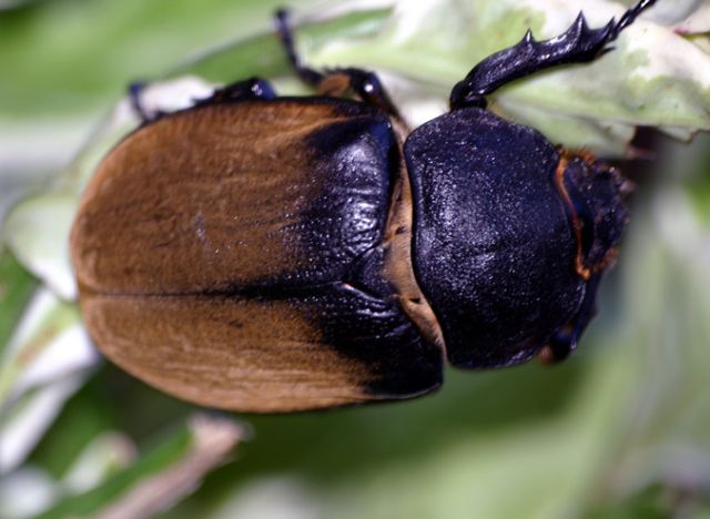 Elephant beetle