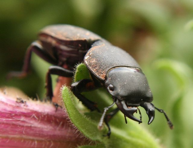 Stag beetle